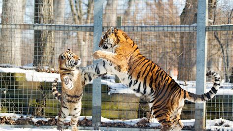 Tiger playing with its cub in the snow wallpaper - Animal wallpapers ...