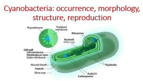 Morphology Structure