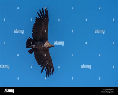 Andean condor, national symbol of Peru Stock Photo - Alamy