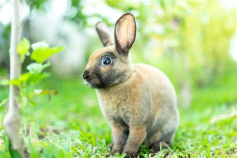 7 Reasons Mini-Rex Rabbits Make Great Pets – Rabbit Informer