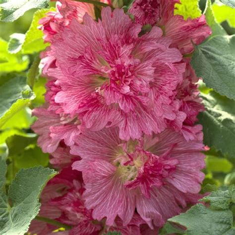 Hollyhock Seeds | 45+ varieties | Perennial Flower Seeds