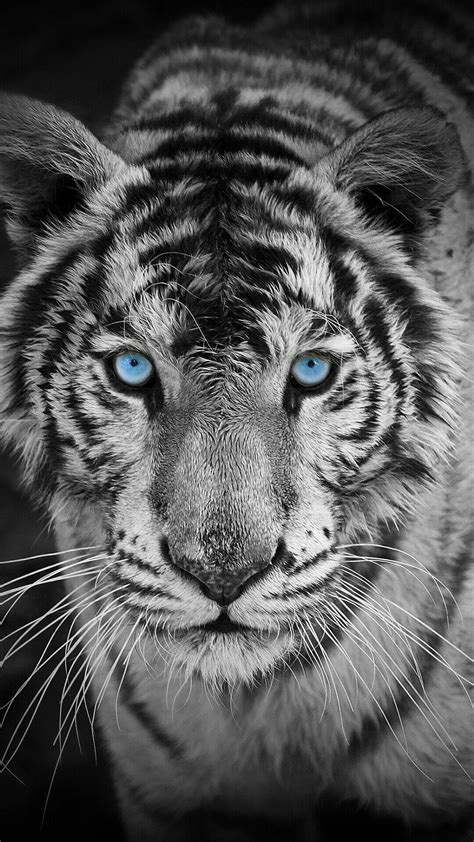 White Tiger Mobile Wallpapers - Wallpaper Cave