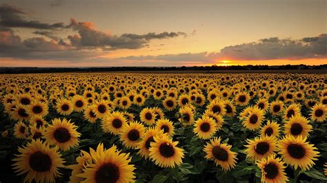 Sunflowers in Sunset [1920x1080] | Sunflower fields, Field wallpaper ...