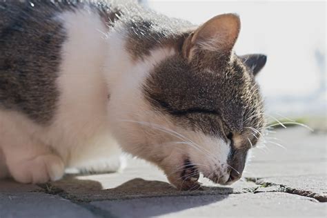 Why Do Cats Vomit Hairballs and How to Prevent? | Sagamore Animal Hospital