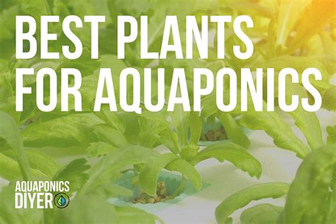 Top 38 Best Plants for Aquaponics - Full Guide 2023 - AquaponicsDIYer