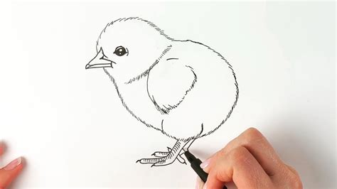 Aggregate more than 85 chick sketch latest - seven.edu.vn