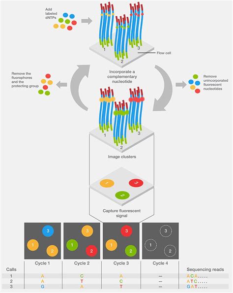 Next-Generation Sequencing Illumina Workflow–4 Key Steps | Thermo ...