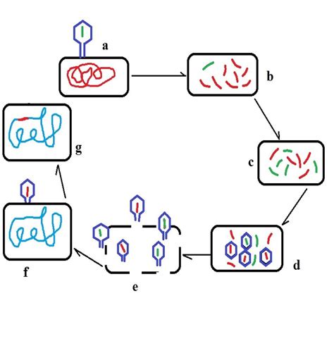 a diagram showing the structure of an animal cell