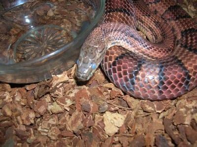 CR4 - Blog Entry: Snakes: Growing and Shedding