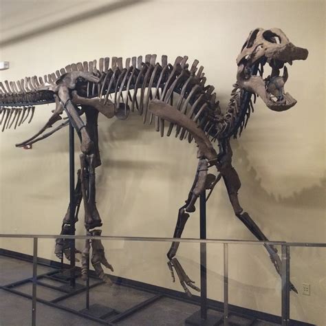 70 Million Year Old Hadrosaur Dinosaur Skeleton - Fossil Shack - Touch ...