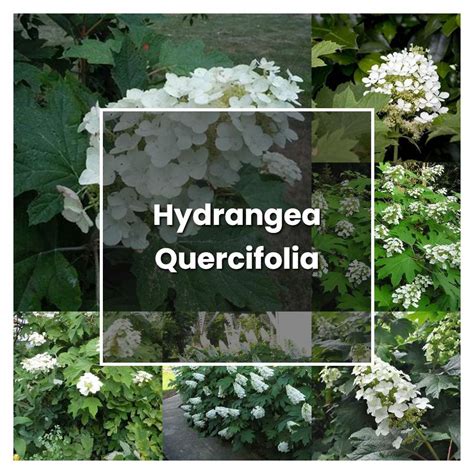 How to Grow Hydrangea Quercifolia - Plant Care & Tips | NorwichGardener