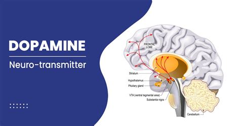 What is Dopamine And What Is Its Function