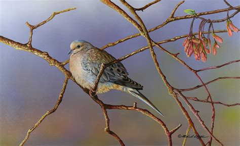 Mourning Dove by Richard Clifton - Original Painting - Ashley's Art Gallery