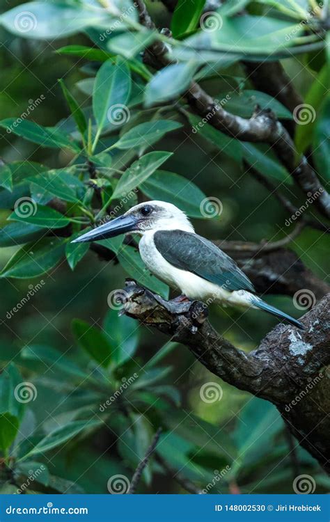 The Great-billed Kingfisher Pelargopsis Melanorhyncha Perches on a ...