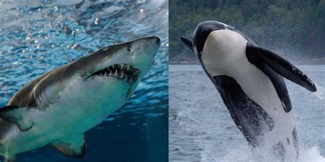 Great White Shark vs. Orca: Main Differences - Ocean Info