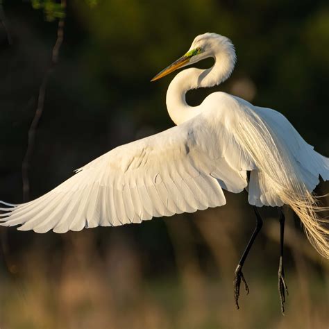 What is the great egret's conservation status? - Bird Facts