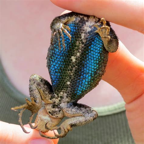 On the Subject of Nature: Eastern Fence Lizards