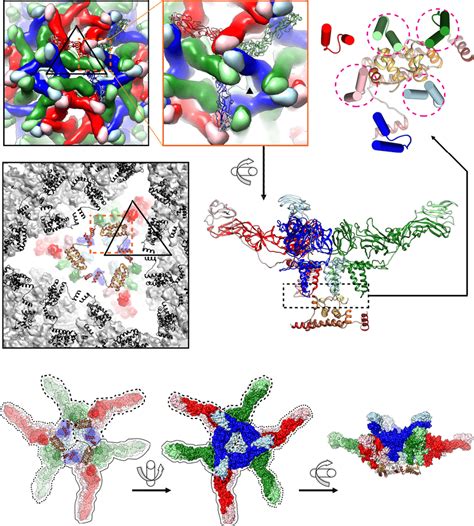 Capsid protein is important for the organization of the virus ...