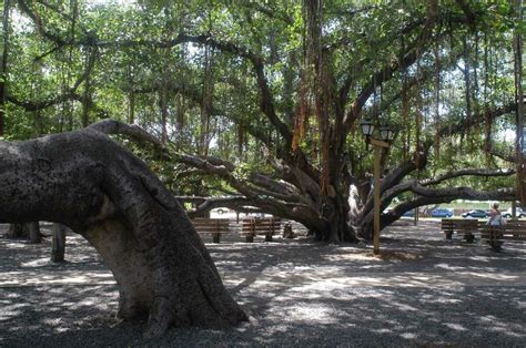 Maui's famous banyan tree scorched in fire. Will it survive?