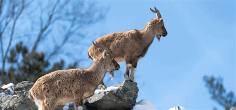 40 Fascinating Facts about the Markhor (National Animal of Pakistan)