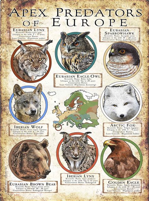 Apex Predators of Europe Poster Print