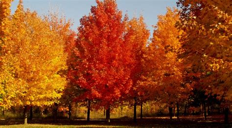 A Dazzling Fall Color and winter Landscape - Knecht's Nurseries ...