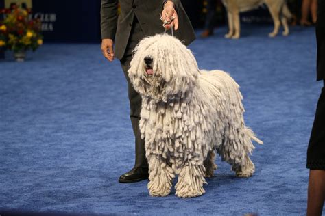 [PHOTOS] National Dog Show 2019 — Meet The Dogs