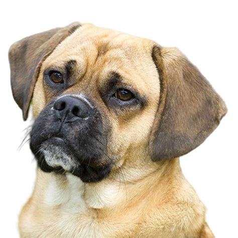 Puggle Puppies For Sale • Adopt Your Puppy Today • Infinity Pups