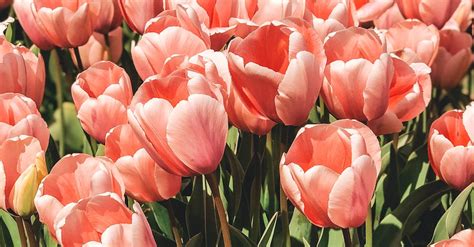 Photograph of Pink Garden Tulips · Free Stock Photo