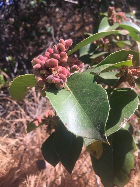 Rhus integrifolia Calflora