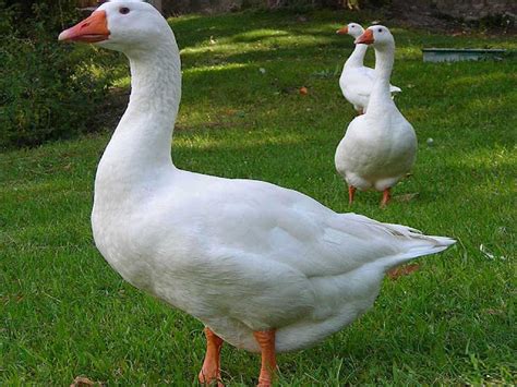 Domestic Goose | Domesticated as Poultry and Guard at Farms