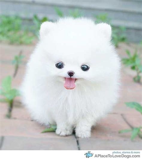 Pin On My Have To Haves White Teacup Pomeranian Fur Bbs Micro Teacup ...