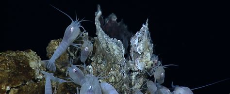 Hydrothermal vent ecosystems – The Global Ocean Biodiversity Initiative