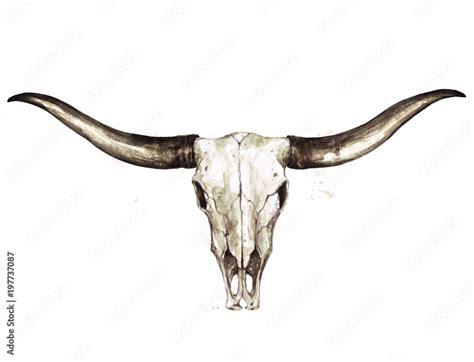 Longhorn Skull. Watercolor Illustration. Stock Illustration | Adobe Stock