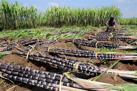 SUGARCANE HARVEST editorial image. Image of grove, choose - 48850580