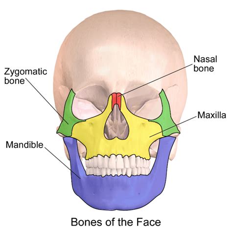 Maxilla and zygoma injuries | LaptrinhX / News