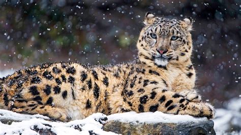 India's snow leopard population grows to 741, first scientific count ...