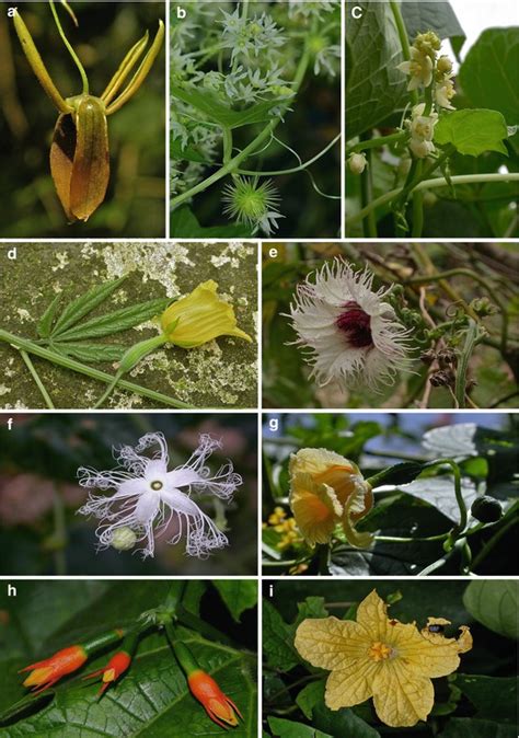 Phylogeny and Evolution of the Cucurbitaceae | SpringerLink