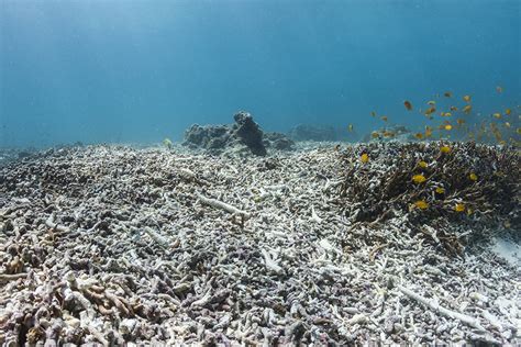 How to Stop Pollution and Protect the Great Barrier Reef