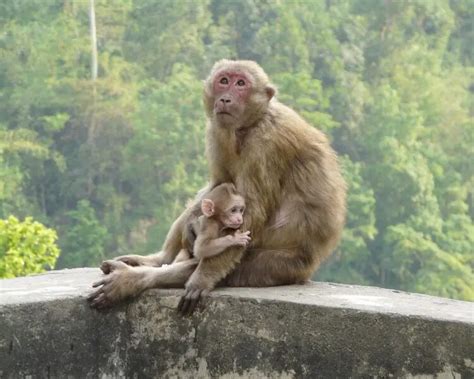 Assam macaque - Facts, Diet, Habitat & Pictures on Animalia.bio