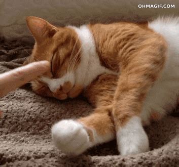 Sleepy Cat GIF - Find & Share on GIPHY