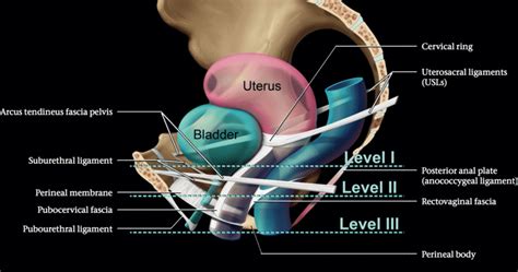 Antenatal Care Module: 6. Anatomy Of The Female Pelvis And A83