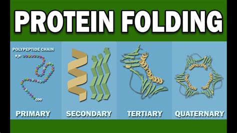 PROTEIN FOLDING - YouTube