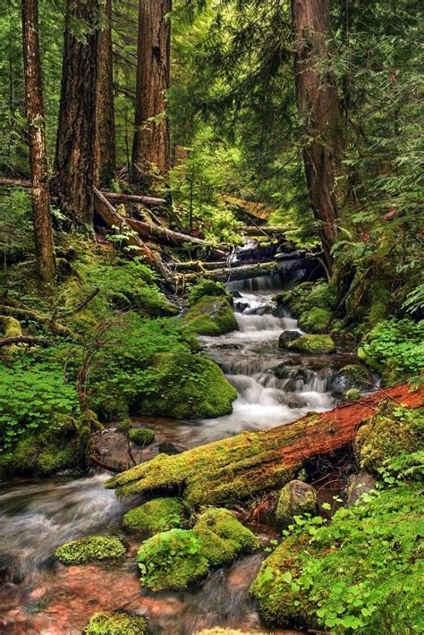 Willamette National Forest-Explored | Beautiful landscapes, Nature ...