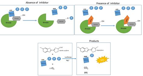 A Radioactive-free Kinase Inhibitor Discovery Assay Against the ...