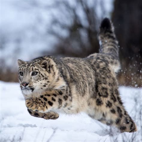 Photos of Snow Leopards in Zoos - Snow Leopard Trust