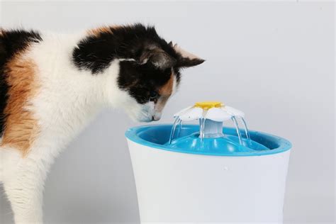 Best Cat Water Fountain Reviews UK 2023 - Top 9 Comparison