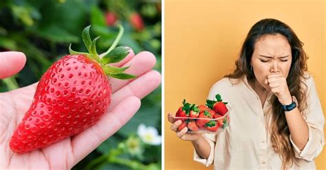 Strawberry Allergy – Strawberry Plants