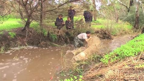 Restoring a native creek habitat - ABC Education