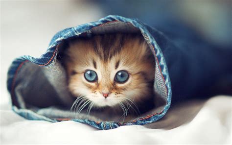 Cute Animal Wallpapers - Wallpaper Cave